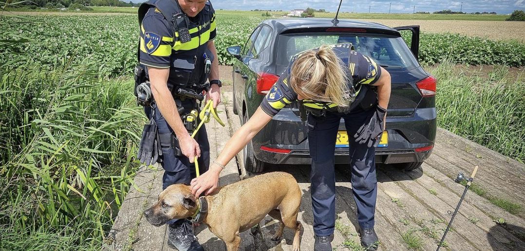 Hond Rent Over A15 Bij Alblasserdam En Wordt Gevangen Door Politie